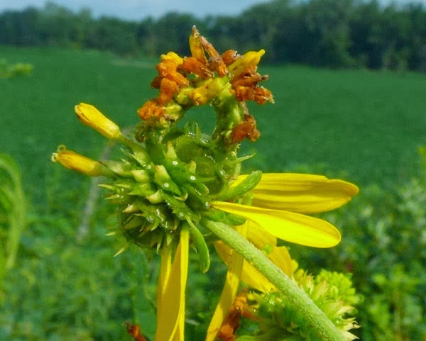 Η κάμπια Synchlora aerate πάνω σ΄ένα λουλούδι