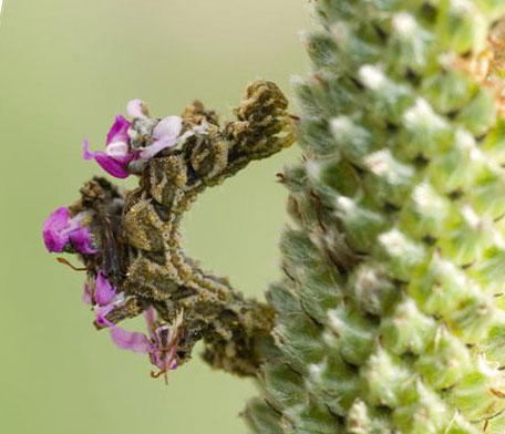 Η κάμπια Synchlora aerate πάνω σ΄ένα λουλούδι