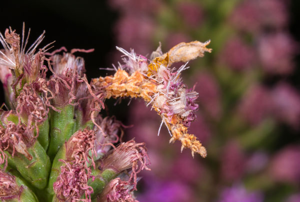 Η κάμπια Synchlora aerate πάνω σ΄ένα λουλούδι