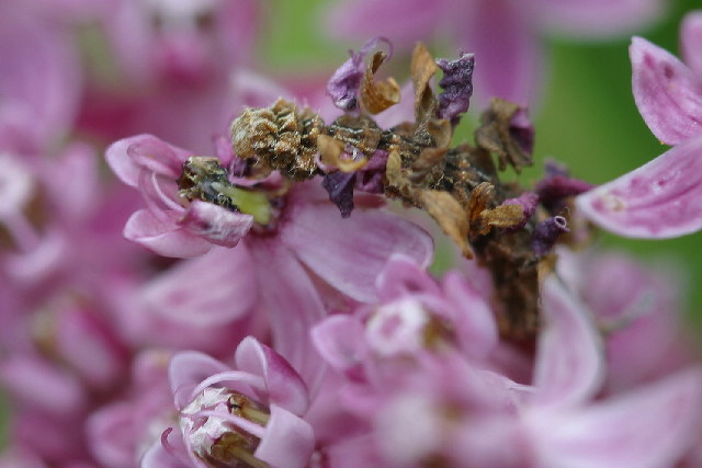 Η κάμπια Synchlora aerate πάνω σ΄ένα λουλούδι